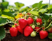 Les fraises d'été ont connu une très bonne saison en Ontario.  