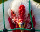 Une étude est en cours pour mieux comprendre la mécanisme de propagation de la grippe aviaire.  