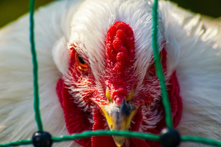 Une étude est en cours pour mieux comprendre la mécanisme de propagation de la grippe aviaire.  