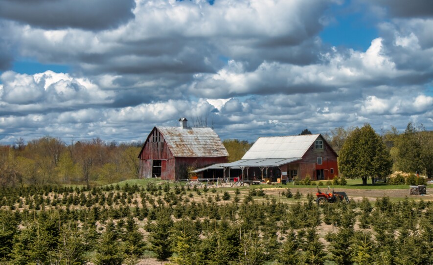 Cette ferme de l'Est ontarien est l'une des 700 où l'on cultive les arbres de Noël dans la province.  