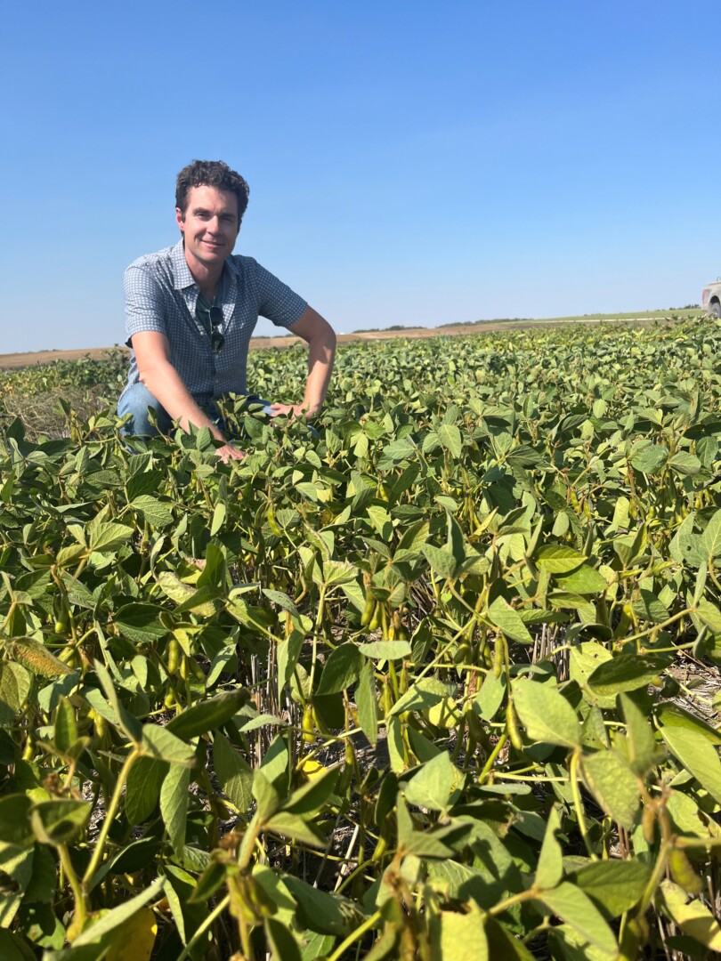 Soya: une récolte hâtive… Mais décevante?