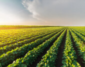 Les experts prédisent une récolte en dents de scie pour le soya.   