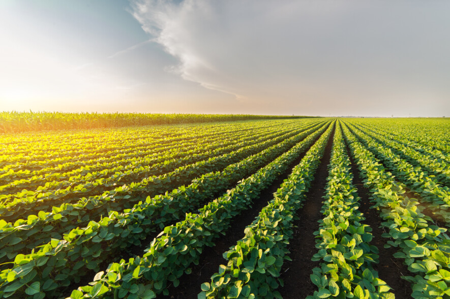 Les experts prédisent une récolte en dents de scie pour le soya.   