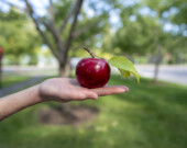 Une pomme délicieuse cueillie en pleine ville d'Ottawa!  