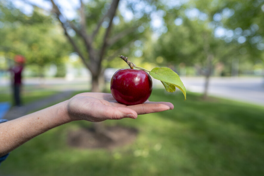 Une pomme délicieuse cueillie en pleine ville d'Ottawa!  