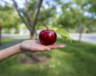 Une pomme délicieuse cueillie en pleine ville d'Ottawa!  
