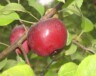 Une pomme juteuse qui n'attend que d'être cueillie!  