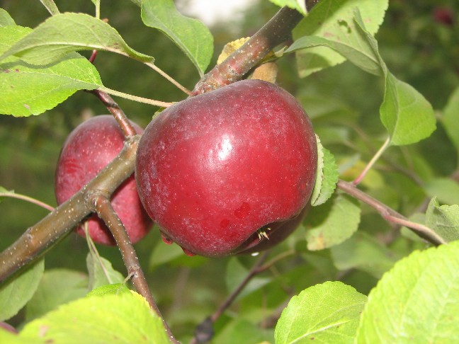 Une pomme juteuse qui n'attend que d'être cueillie!  