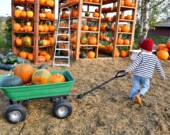 La foire automnale de Rockton est l'un des endroits où l'on peut voir d'énormes citrouilles!  