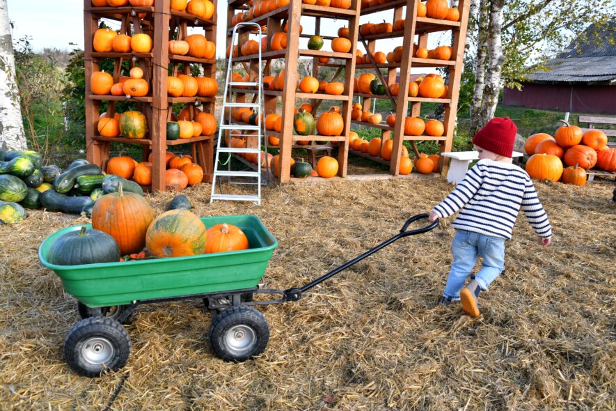 La foire automnale de Rockton est l'un des endroits où l'on peut voir d'énormes citrouilles!  