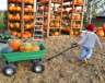 La foire automnale de Rockton est l'un des endroits où l'on peut voir d'énormes citrouilles!  