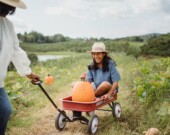 En 2025, oubliez la citrouille de 125 kilos, la récolte se fait plus modeste.  &mdash; Image Pexels Zen Chung