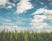 La part de marché mondiale du Canada en agriculture a chuté de 12% depuis 2000, passant de la cinquième à la septième place dans le monde.  &mdash; Crédit photo: Courtoisie Pexels