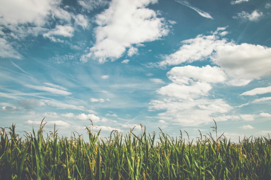 La part de marché mondiale du Canada en agriculture a chuté de 12% depuis 2000, passant de la cinquième à la septième place dans le monde.  &mdash; Crédit photo: Courtoisie Pexels