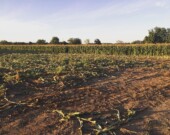 La récolte de maïs se poursuit en Ontario. &mdash; Crédit photo: Ferme Van Tol.