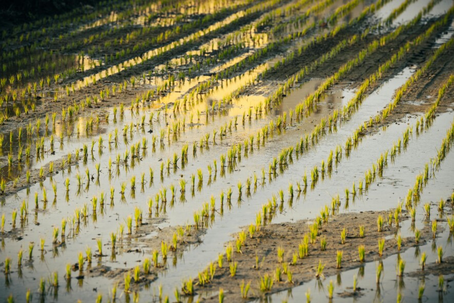 Sans drainage adéquat, l'agriculteur retarde les semis et la récolte. &mdash; Crédit photo: PhotoIan-Pexel.