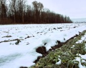 En sept ans, la demande pour la semence d’engrais verts au Centre de criblage Bercier a plus que triplé, signe d’un virage durable chez les producteurs locaux. &mdash; PHOTO : Marc-Olivier Bisson