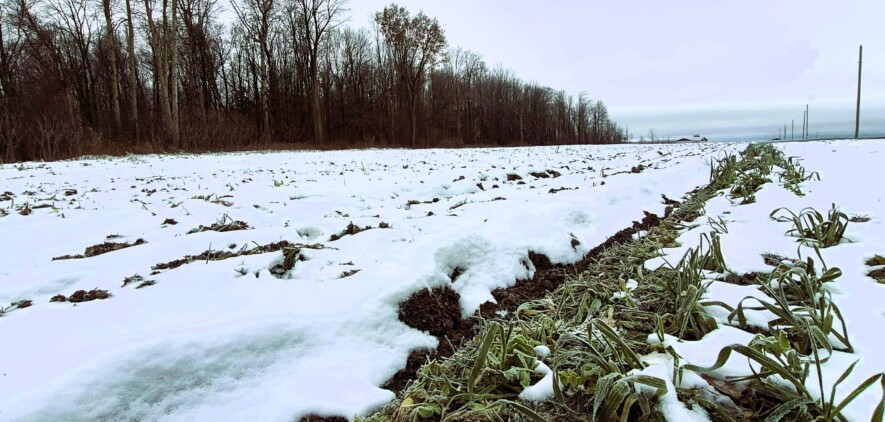En sept ans, la demande pour la semence d’engrais verts au Centre de criblage Bercier a plus que triplé, signe d’un virage durable chez les producteurs locaux. &mdash; PHOTO : Marc-Olivier Bisson