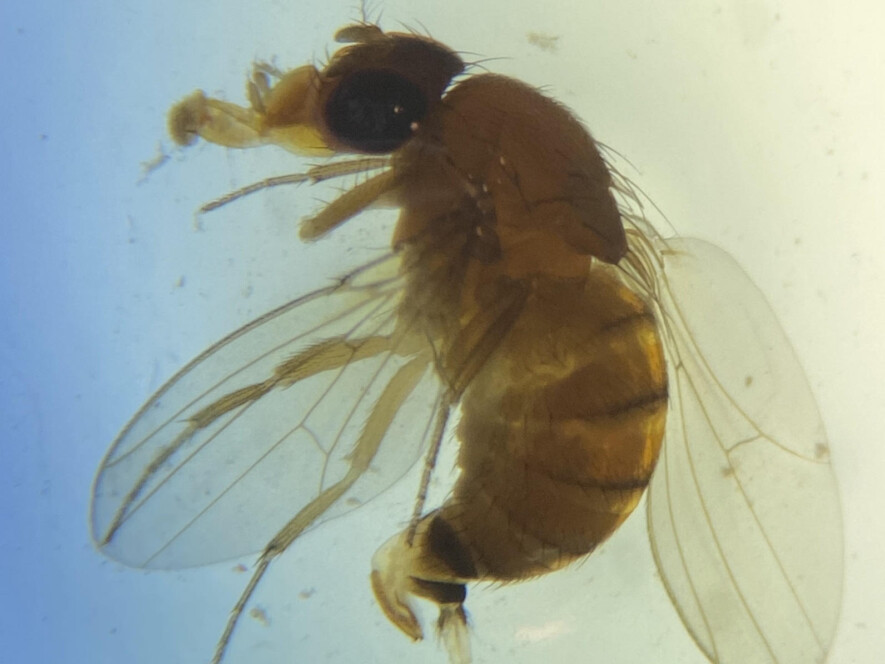 Après les punaises, un autre insecte menace les cultures de fruits en Ontario. &mdash; Photo: Collège Boréal.