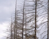 La sécheresse de l’été 2025 a eu un impact visible sur les sapins.  &mdash; Photo: Canva.