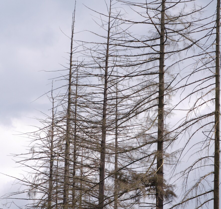 La sécheresse de l’été 2025 a eu un impact visible sur les sapins.  &mdash; Photo: Canva.