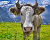 Le parlement suisse est appelé à se prononcer sur une motion visant à remplacer la viande de bœuf par... des légumes.  &mdash; Photo: Pexels Bangkok.