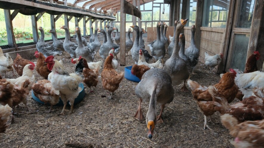 Les oies de la Ferme Mariposa font la belle vie!  &mdash; Crédit photo: Image André Dumont.