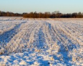 Champs enneigés ou non, les agriculteurs sont toujours occupés. &mdash; Crédit photo : Pexels