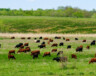 PHOTO : MotionArray  