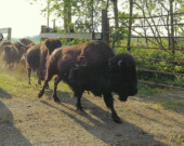 PHOTO : capture vidéo André Dumont  