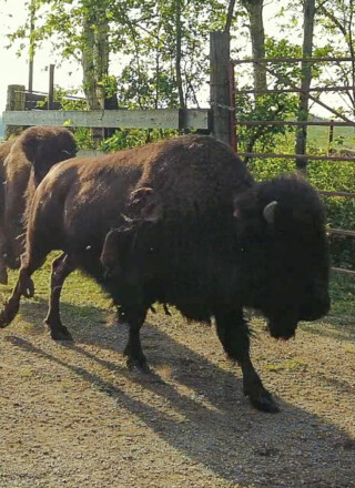 PHOTO : capture vidéo André Dumont  