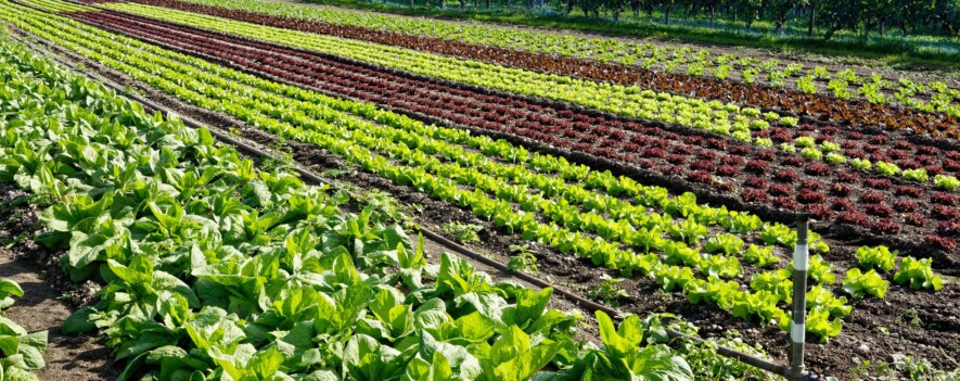   PHOTO : Envato