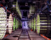 L’hydroponie permet de cultiver en environnement contrôlé toute l’année, près des marchés.  &mdash; PHOTO : Ferme Marseni