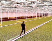 Dans cette serre de production de laitues, Haven Greens utilise l'intelligence artificielle pour maximiser l'efficacité de la production. &mdash; PHOTO : Courtoisie