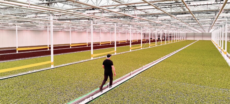 Dans cette serre de production de laitues, Haven Greens utilise l'intelligence artificielle pour maximiser l'efficacité de la production. &mdash; PHOTO : Courtoisie