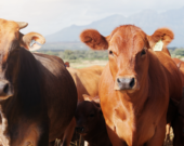  PHOTO : Envato