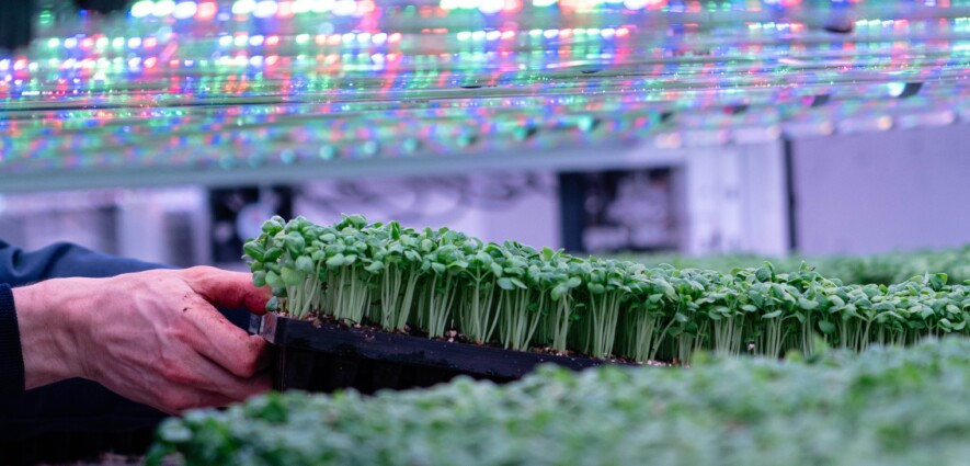  SOURCE : Ferme Marseni