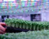   SOURCE : Ferme Marseni