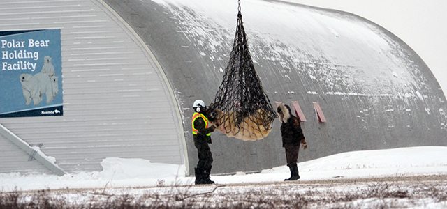 Un ours polaire est transporté dans un filet jusqu’au centre de détention. Photo: Karine Genest  