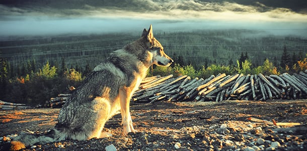 La chienne de Kubisz Peterek est un mélange de berger allemand et de loup gris. Elle réagit fortement aux hurlements de loups dans la sous-division Dredge Pond. Photo : Kubisz Peterek  