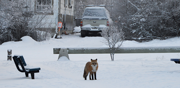 David Bakica appelle à la prudence sur les routes près des zones où des renards sont actifs. « Nous recevons deux appels par mois pour nous signaler un renard blessé ou frappé par un véhicule », commente-t-il.
Photo : Julie Gillet  
