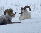 En 2022 et 2023, des biologistes du ministère de l’Environnement ont effectué des relevés aériens des populations de mouflons dans des régions du Sud-Ouest du Yukon. Par rapport aux études précédentes, la population des mouflons a diminué jusqu’à 63 %. &mdash; Photo : Gwendoline Le Bomin