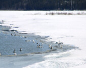 Plusieurs milliers de cygnes sont attendus cette année dans les alentours de Whitehorse. On peut facilement observer ces oiseaux migrateurs au Centre d’interprétation du Havre des cygnes, près du lac Marsh. &mdash; Photo : Archives A.B.