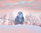 Le harfang des neiges fait dorénavant partie des espèces menacées pour le Comité sur la situation des espèces en péril au Canada. &mdash; Photo : Istockphoto.com – Ondrej Prosicky