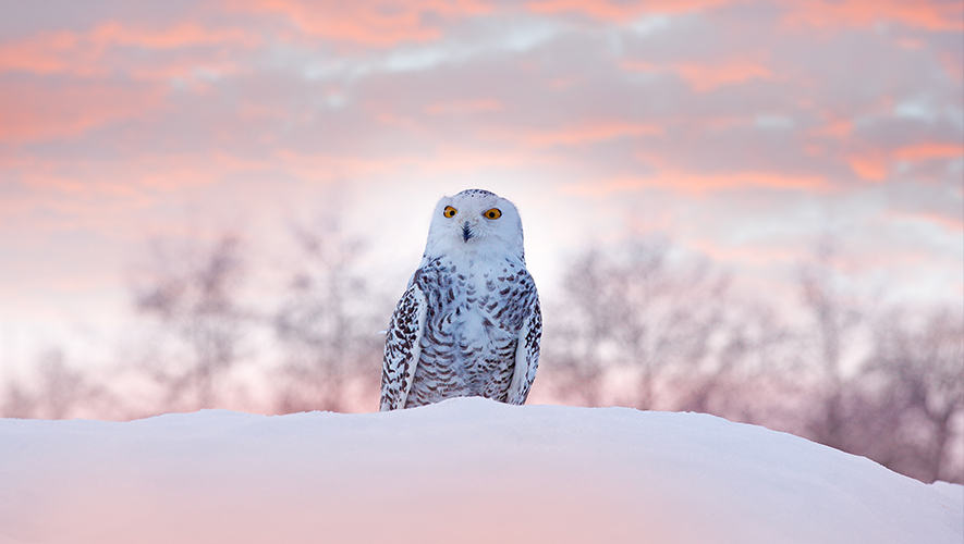 Le harfang des neiges fait dorénavant partie des espèces menacées pour le Comité sur la situation des espèces en péril au Canada. &mdash; Photo : Istockphoto.com – Ondrej Prosicky
