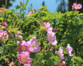 La Guilde des plantes organise pour la première fois un festival d’une journée. Les organisatrices espèrent l’allonger au cours des prochaines années.  &mdash; Photo : Fournie