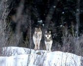 Les loups vivent principalement en meute. Ils garantissent un écosystème stable, sain et équilibré.
 &mdash; Photo : Charles Cherrier