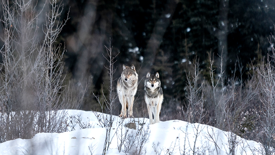 Les loups vivent principalement en meute. Ils garantissent un écosystème stable, sain et équilibré.
 &mdash; Photo : Charles Cherrier