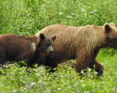 Pour l’organisme de protection des grizzlis du Yukon (Grizzly Bear Protection Yukon), la chasse au trophée de grizzlis est obsolète et non éthique.  &mdash; Photo : Courtoisie Uli Nowlan