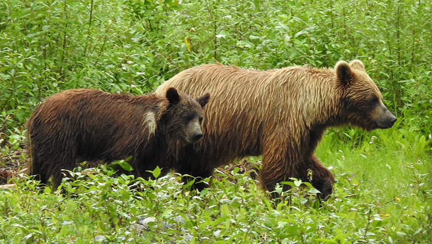 Pour l’organisme de protection des grizzlis du Yukon (Grizzly Bear Protection Yukon), la chasse au trophée de grizzlis est obsolète et non éthique.  &mdash; Photo : Courtoisie Uli Nowlan